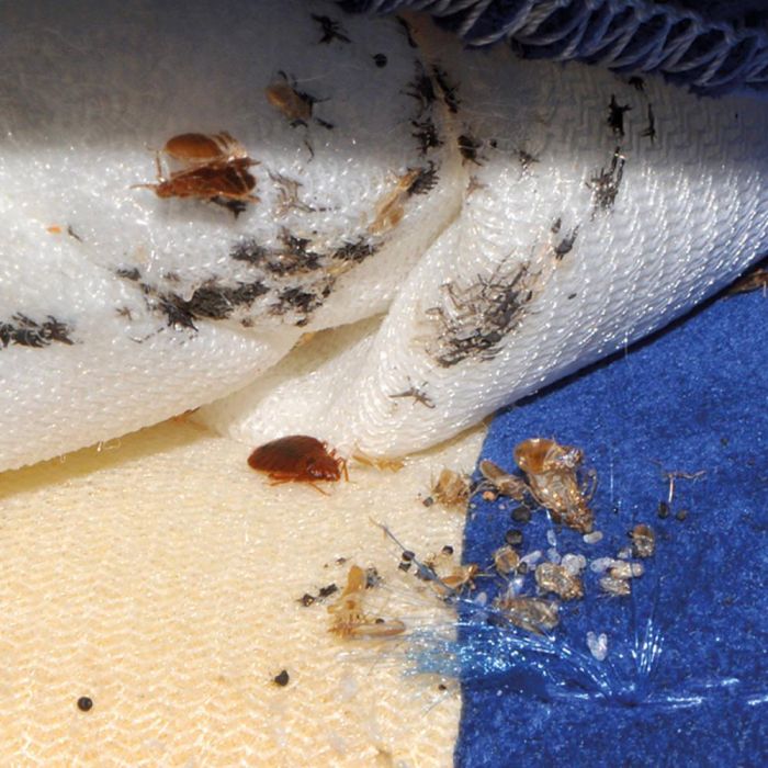 Dry steam 180°C bed bug elimination system Made in Italy