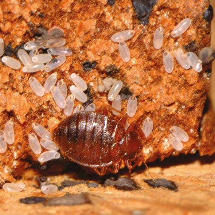 Polti Cimex Eradicator eco pest solution for hotels Lebanon